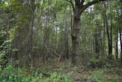 Lot 14 Tupperware Road, Hemingway, SC 29554 - Image #1