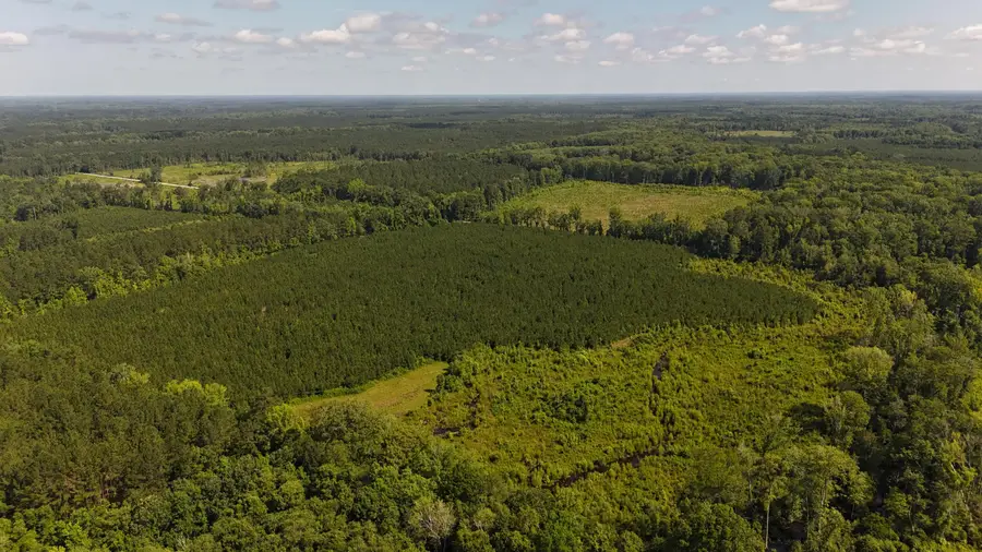 0 Palmetto Sands Road, Branchville, SC 29432 - Image #3