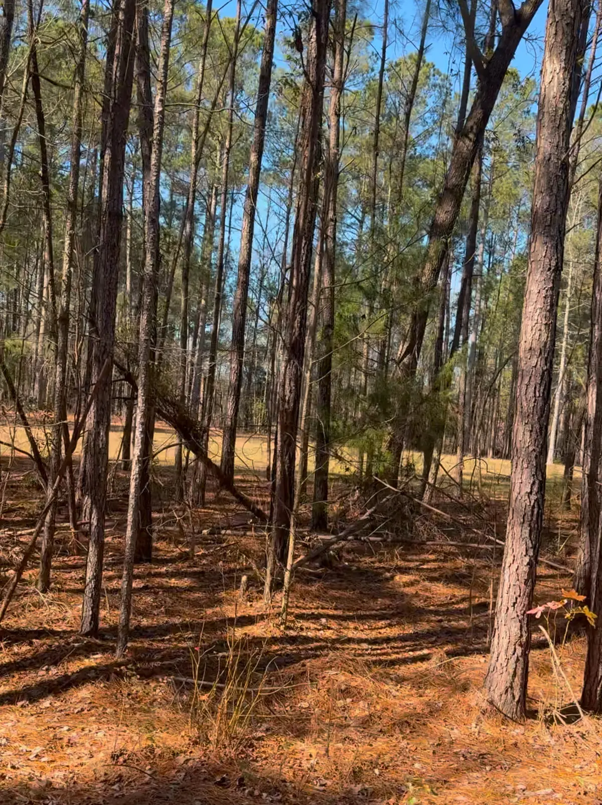 450 River Blf Trail, Saint Stephen, SC 29479 - Image #1