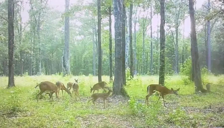 450 River Blf Trail, Saint Stephen, SC 29479 - Image #3