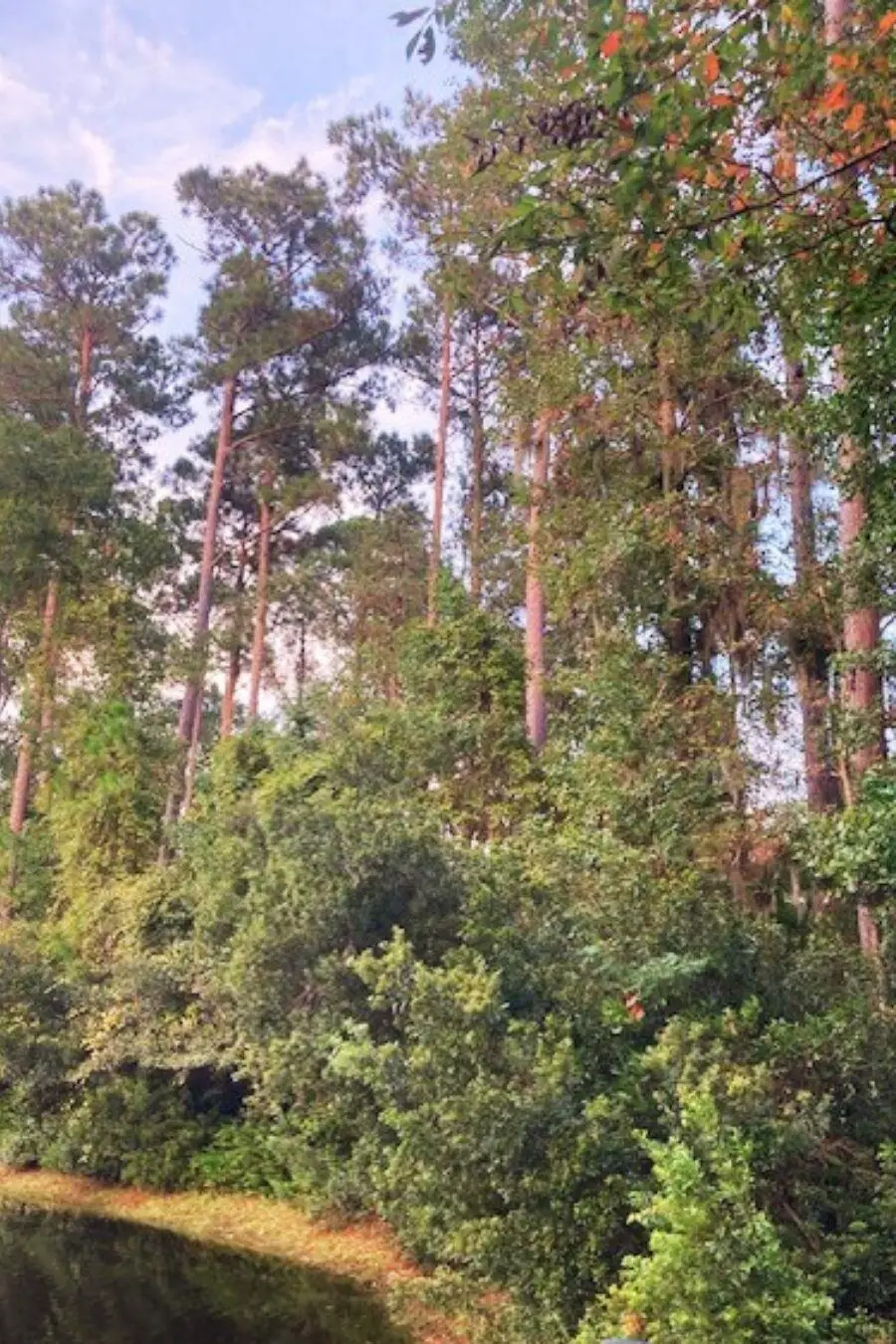 8 Wild Spartina Street, Bluffton, SC 29910 - Image #3