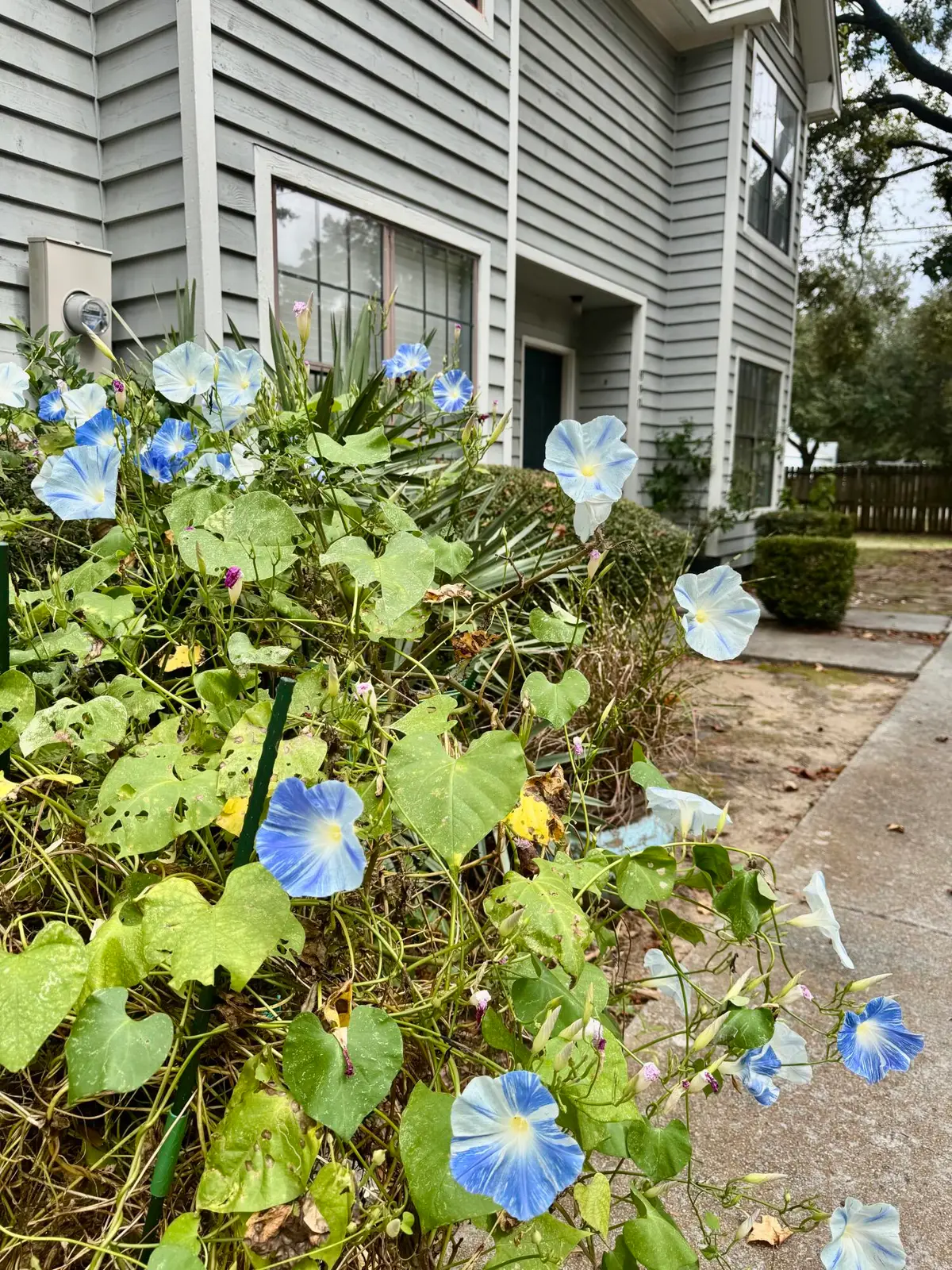 890 Sea Gull Drive, Mount Pleasant, SC 29464 - Image #1