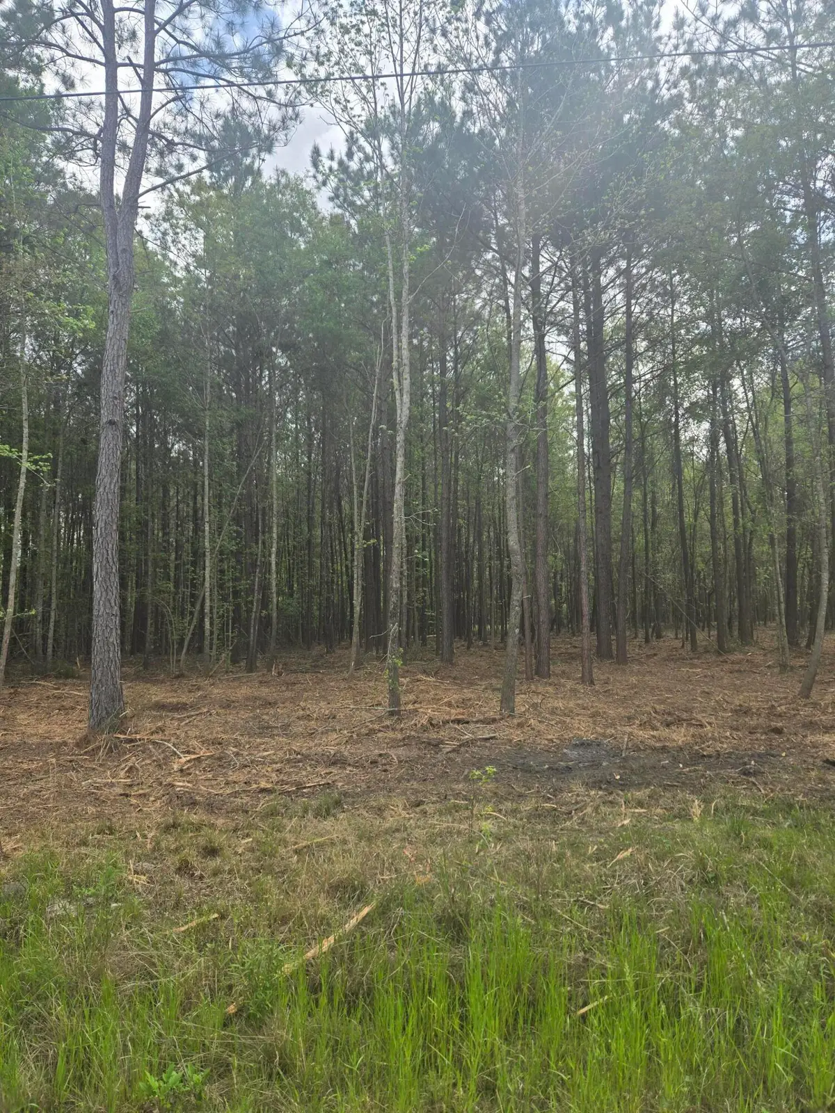 00 Whitestone Drive, Reevesville, SC 29471 - #1