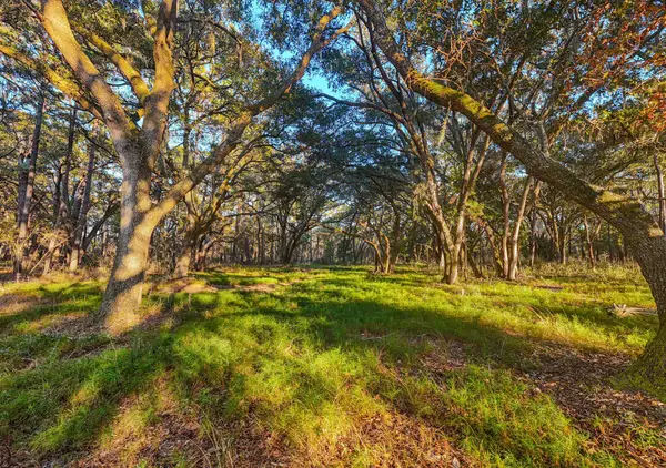 0 Hwy 174 Highway, Edisto Island, SC 29438