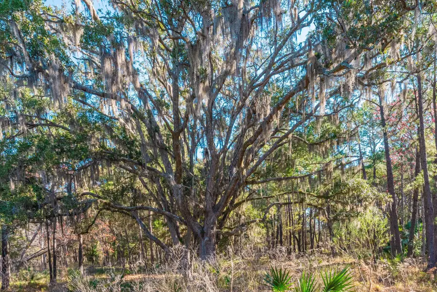 00 Sc Hwy 174 Highway, Edisto Island, SC 29438 - #3