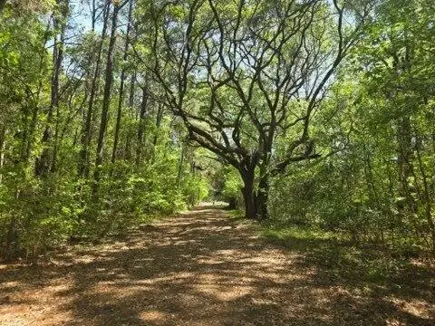 00 Bears Bluff #Lot C, Wadmalaw Island, SC 29487
