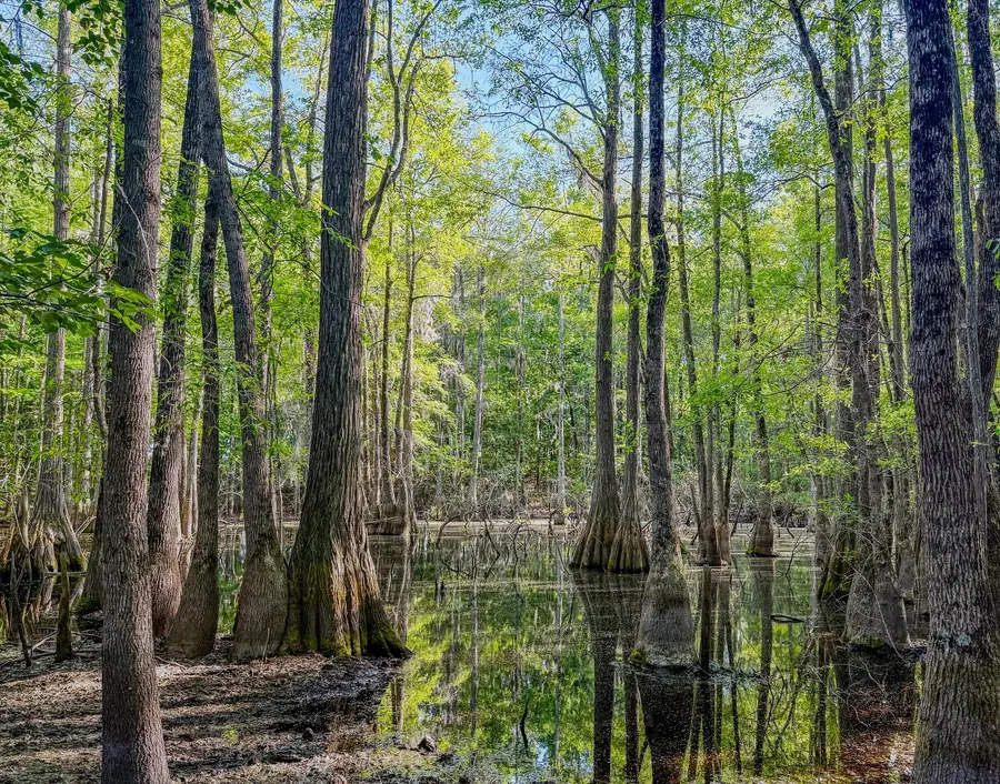 11481 Voorhees Road, Denmark, SC 29042 - #2