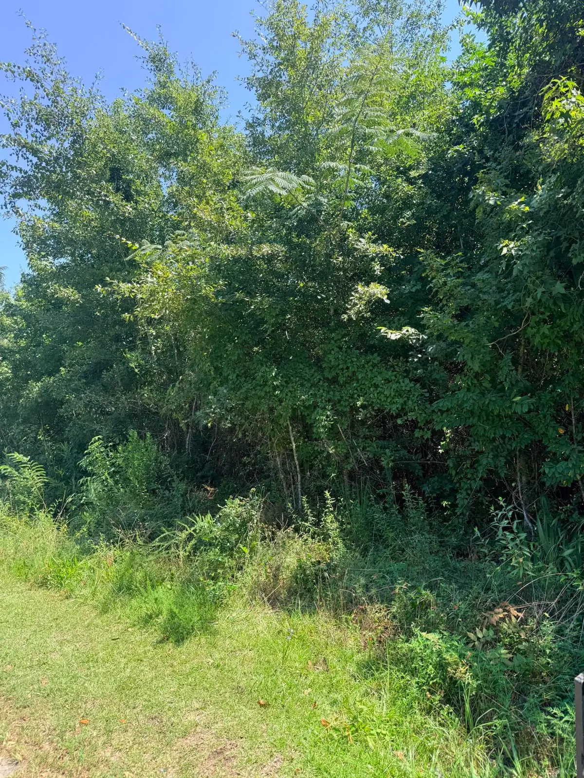 00 Society Road, McClellanville, SC 29458 - #1