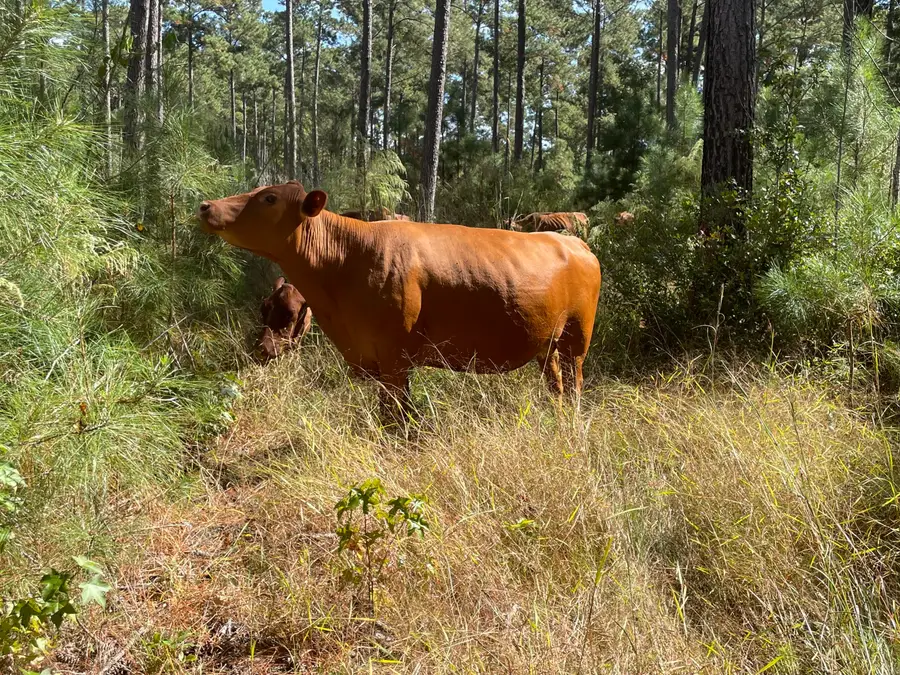 1647 Smoak Road, Walterboro, SC 29488 - #2