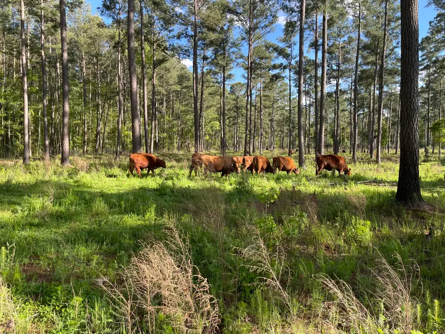 1647 Smoak Road, Walterboro, SC 29488 - #3