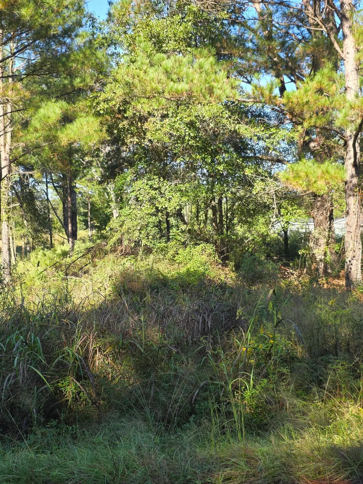 000 Rodeo Drive, Eutawville, SC 29048 - #1