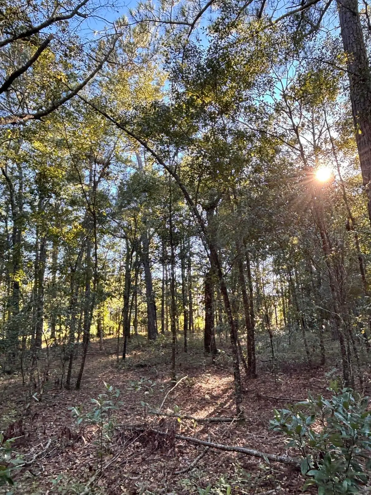 0 Miss Kitty Lane, Moncks Corner, SC 29461 - #1