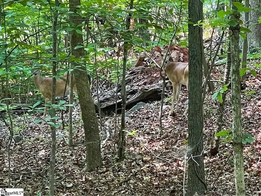 Lot 515 Point Road, Westminster, SC 29693 - #3