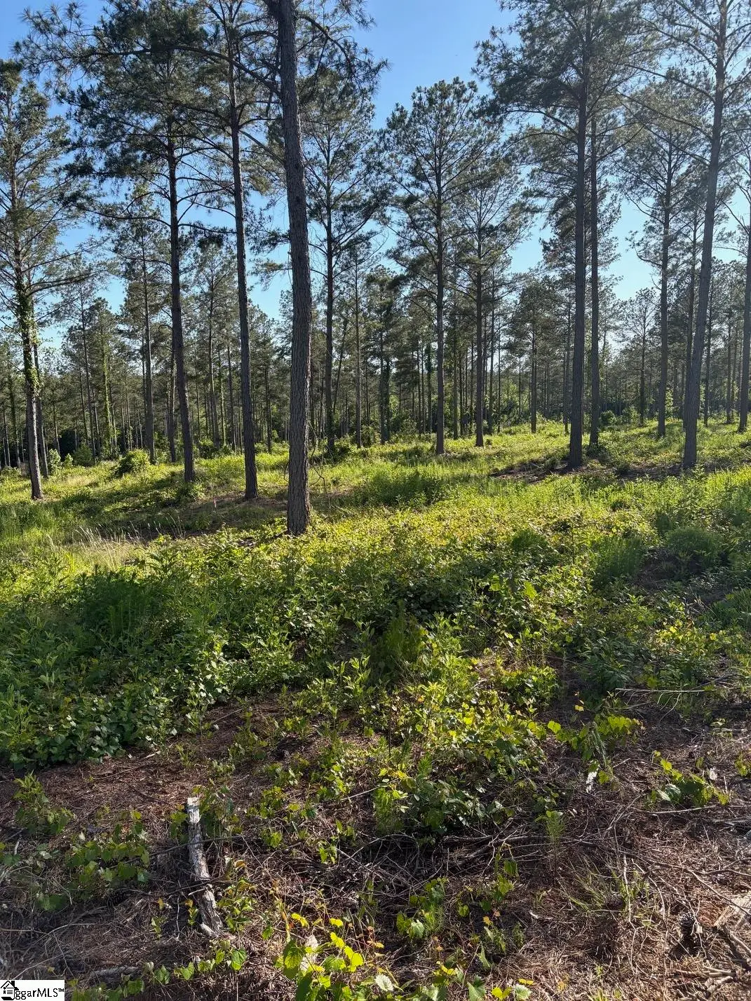 334 Berry Road, Pelzer, SC 29669 - #1