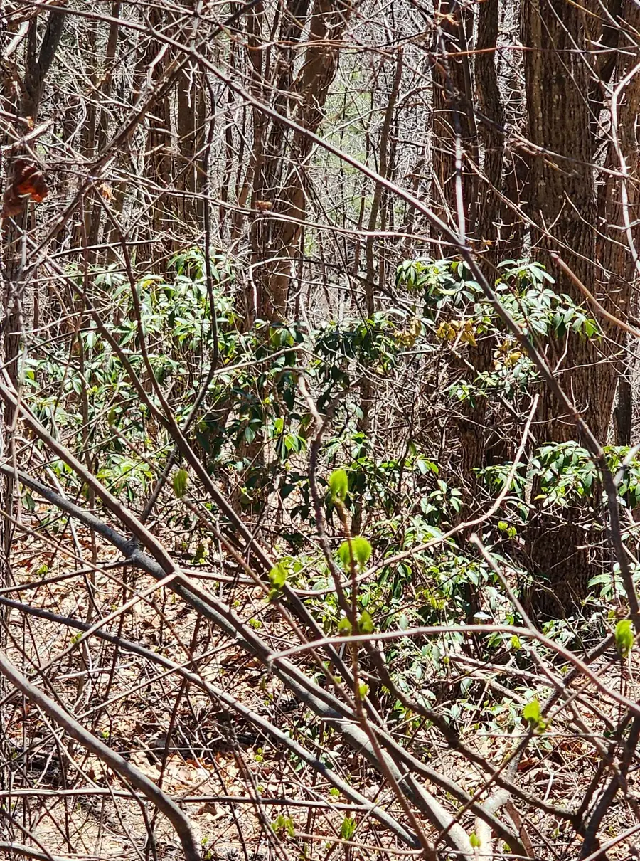 320 Foggy Cut Lane, Landrum, SC 29356 - Image #3