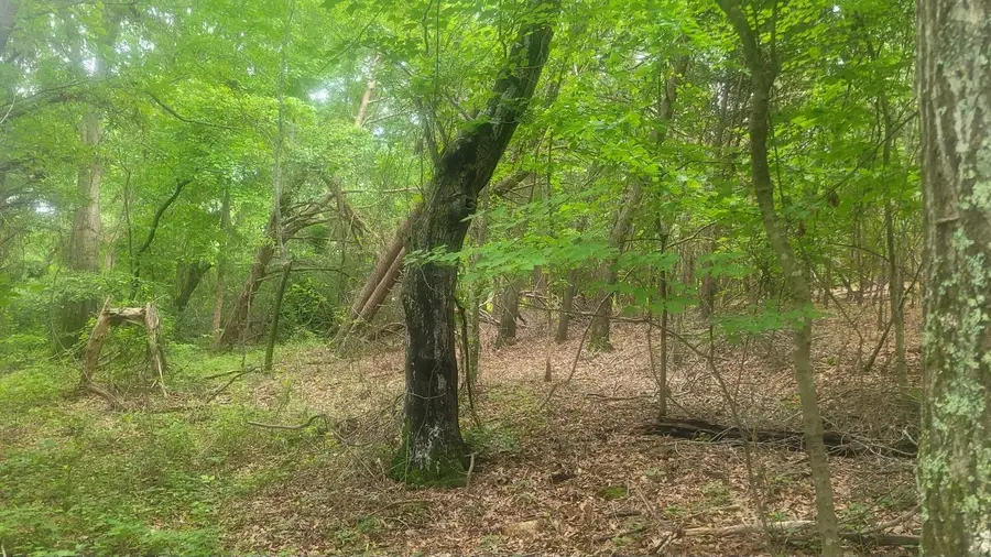 1429 Casey Creek Rd, Chesnee, SC 29323 - Image #2