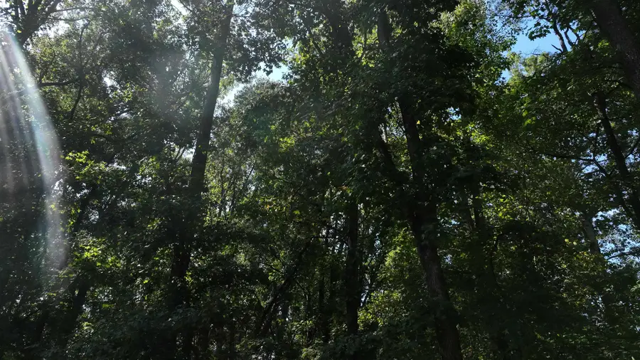 221 Brookfield Road, Roebuck, SC 29376 - Image #3