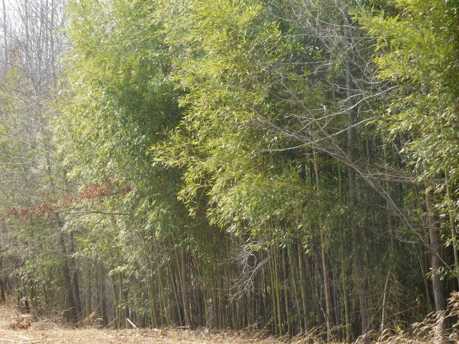 TBD S Charleston Street Street, Blacksburg, SC 29702 - #2