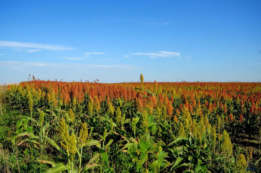 160 AC 238th St, Kennebec, SD 57544 - Image #3