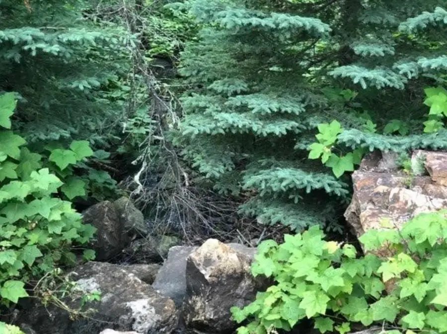 20693 Toboggan Hill Road, Lead, SD 57754 - Image #3