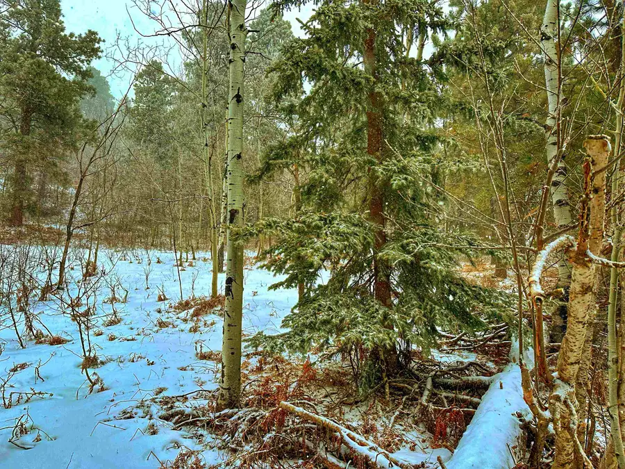 TBD Last Chance Trail, Lead, SD 57754 - Image #3