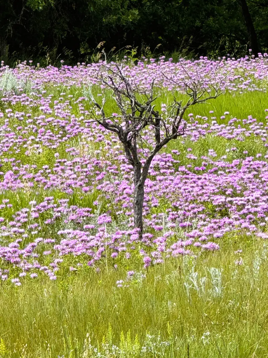 E2 Soaring Eagle Road, Hulett, WY 82720 - Image #3