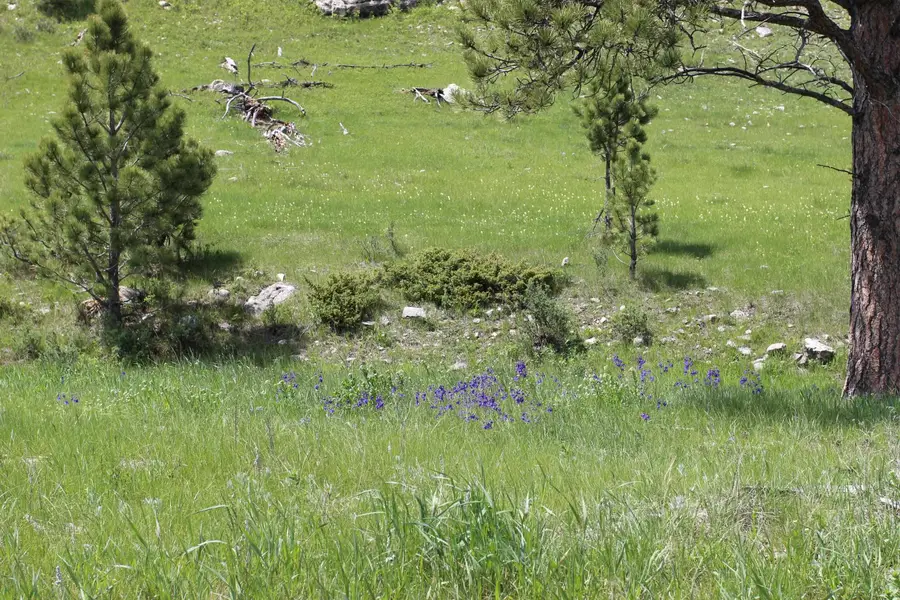 65.49 acres Custer Limestone Road, Custer, SD 57730 - Image #3