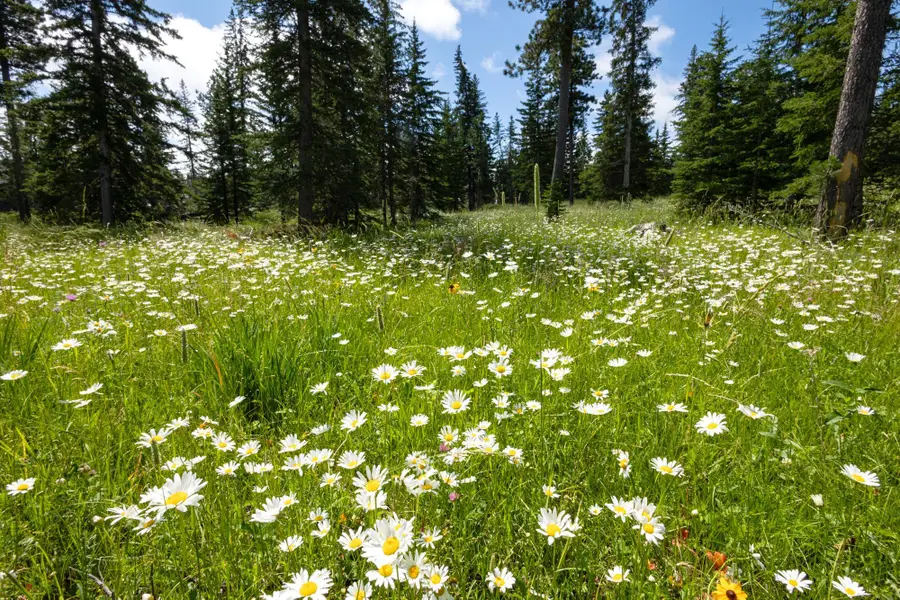 Lot 9 Block 8 Woodland Way, Lead, SD 57754 - Image #3