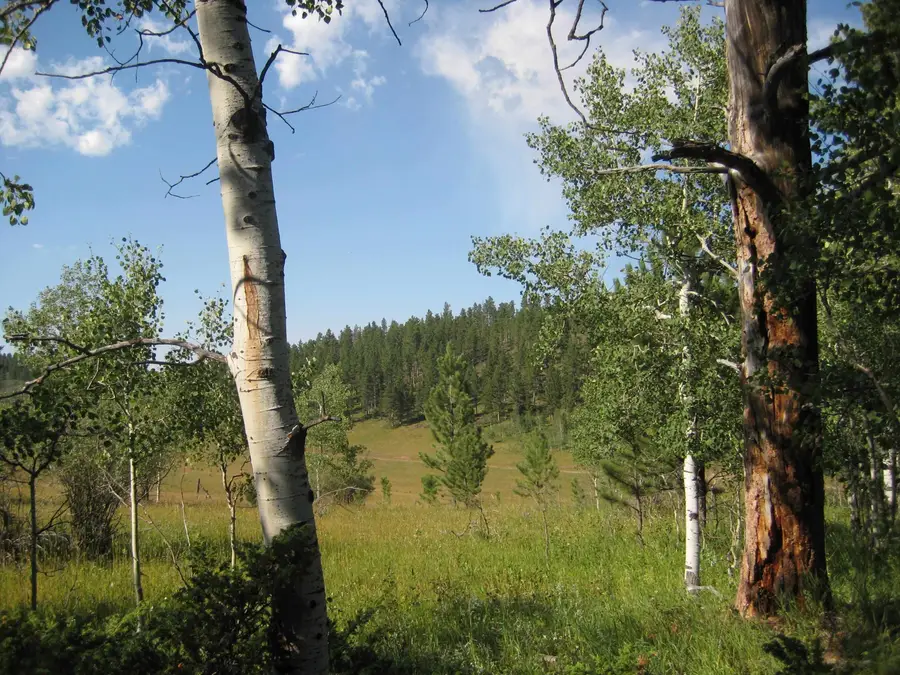 21933 Sunny Meadows Court, Lead, SD 57754 - Image #3