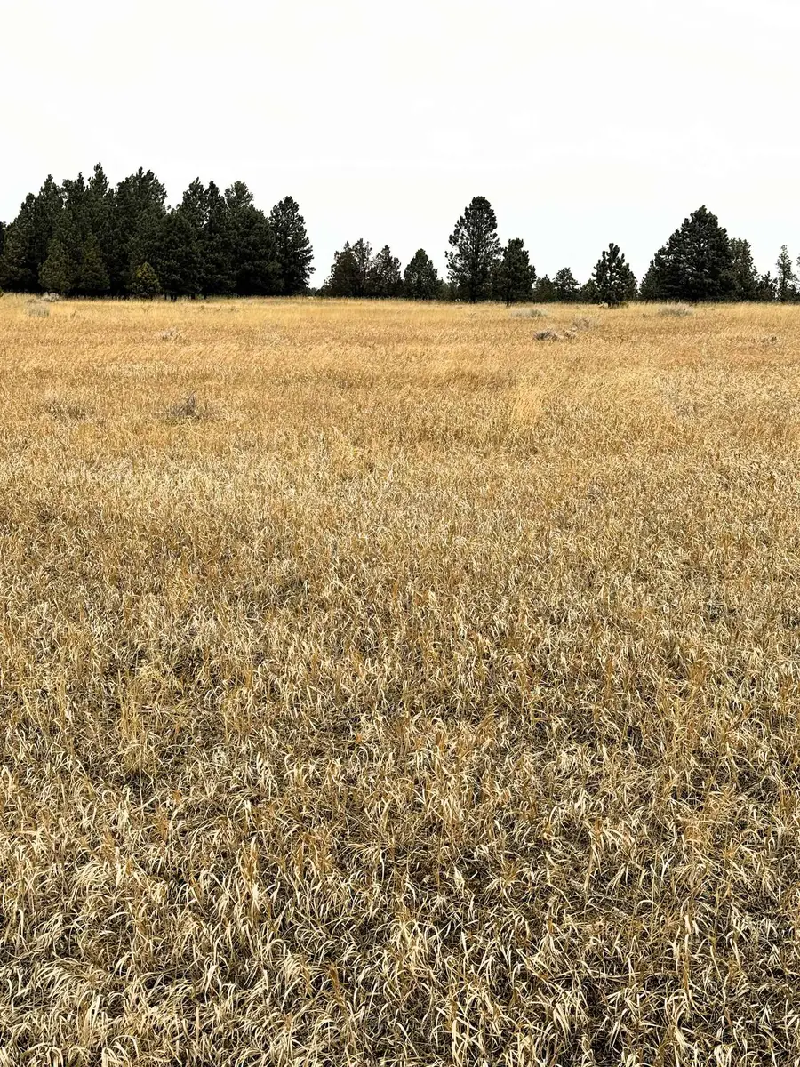 9 Colt Trail, Sundance, WY 82729 - #2