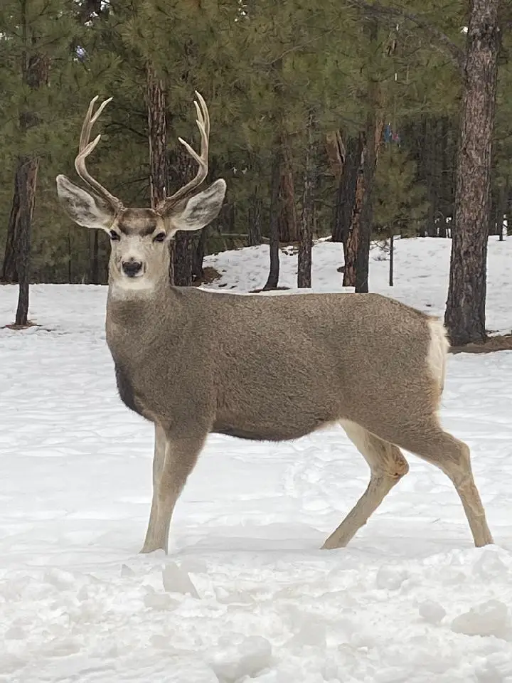 55 Two Pipe Trail, Sundance, WY 82729 - #2