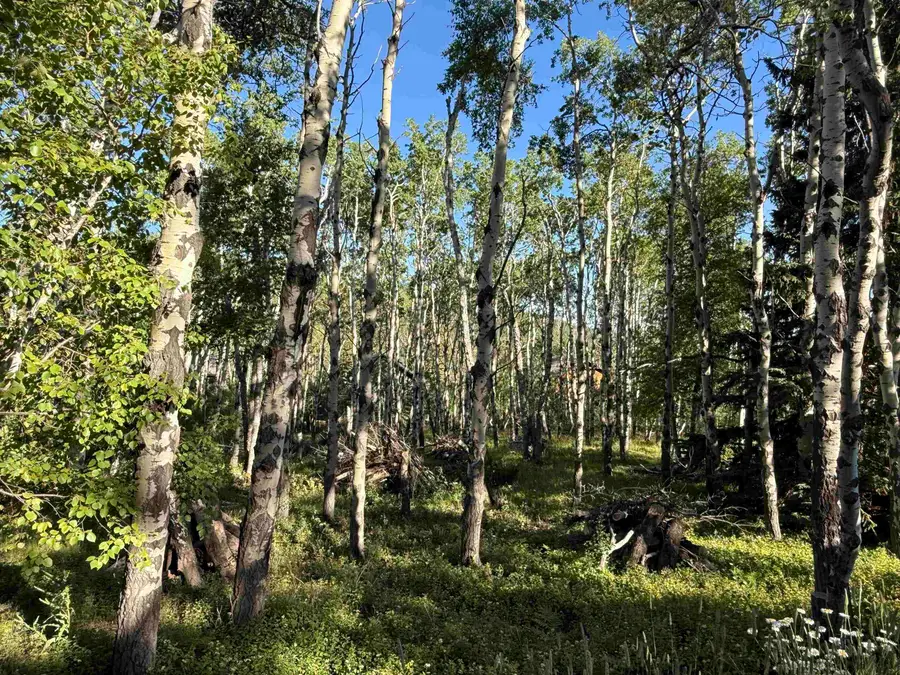 Lot 2 BLK1 TR C Last Chance Trail, Lead, SD 57754 - #3