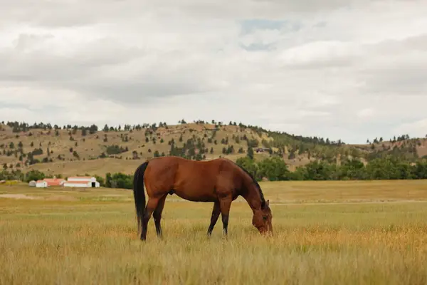 TBD Robinson Road, Belle Fourche, SD 57717