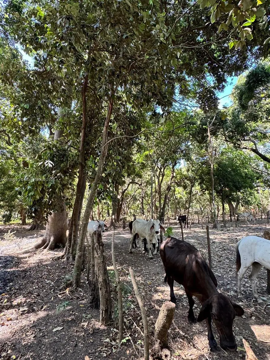 Leon Nicaragua, Jacksonville East, FL 0000000 - Image #2