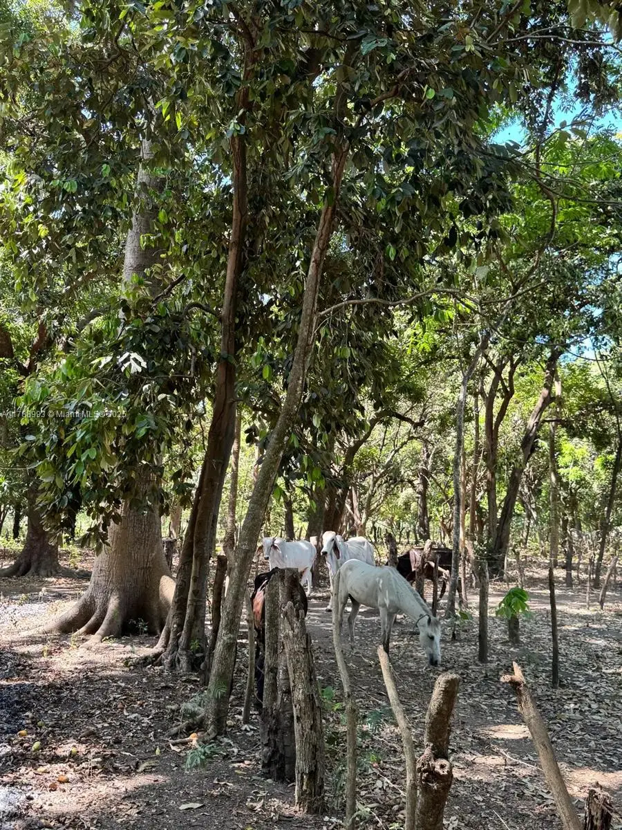 Leon Nicaragua, Jacksonville East, FL 0000000 - Image #3