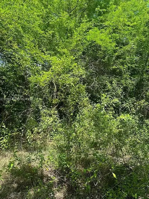00 Rio Neuvo, St Mary Jamaica, Northeast Glades, FL  - #2