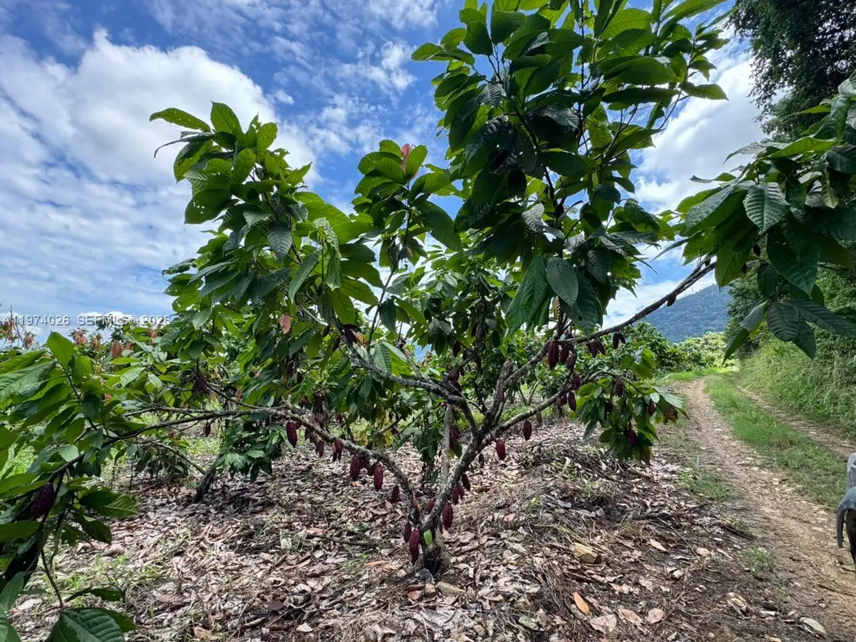 KM 40 Via Naranjal-guayas, Grant, OS  - #1