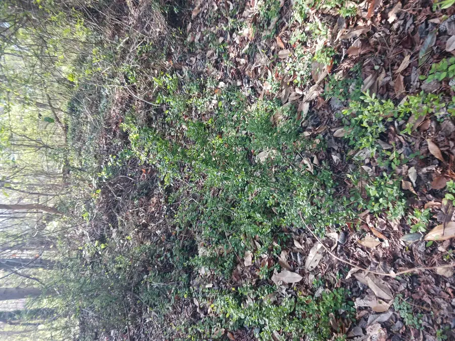 000 158 Lane, Lake City, FL 32024 - #3