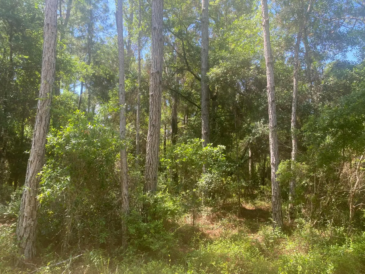 Tbd NE 155 Lane, Fort McCoy, FL 32134 - #1