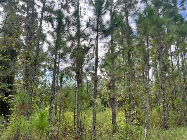1135 Greenfield Street, Lake Placid, FL 33852 - #3