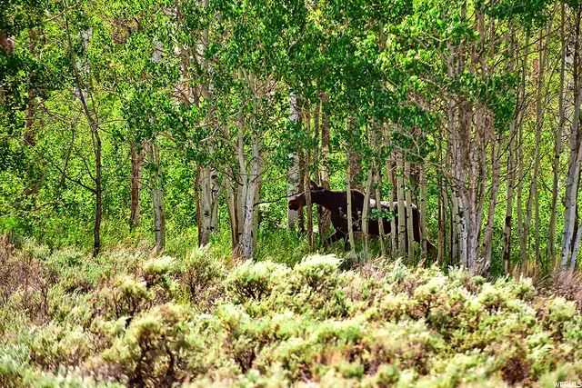 5575 N Dry Valley Rd #4-77, Scofield, UT 84526 - Image #2