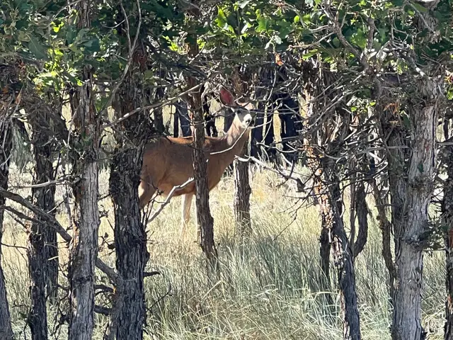 32 N Porcupine Ln, La Sal, UT 84530 - Image #3