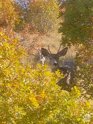 #31K, Indianola, UT 84629 - #1