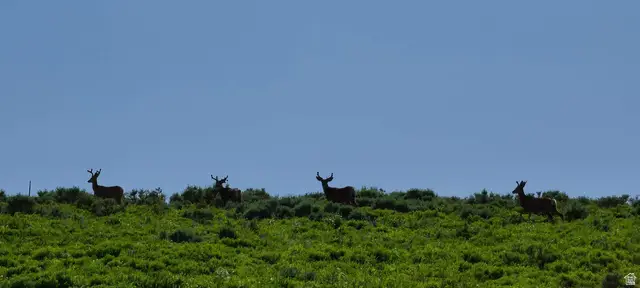 #D32, Spanish Fork, UT 84660 - Image #2