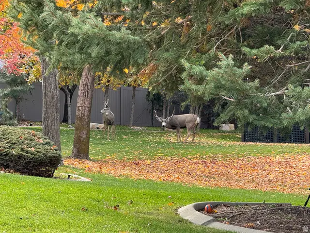 2066 E Tivoli Ct, Draper, UT 84020 - #2