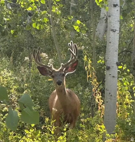 5762 Aspen Way #20, Huntsville, UT 84317