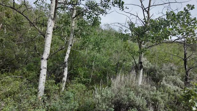 4060 Wildlife Way #443, Kamas, UT 84036 - #1
