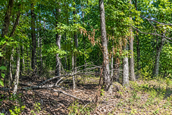 21 Cooper Point, Mountain View, AR 72560