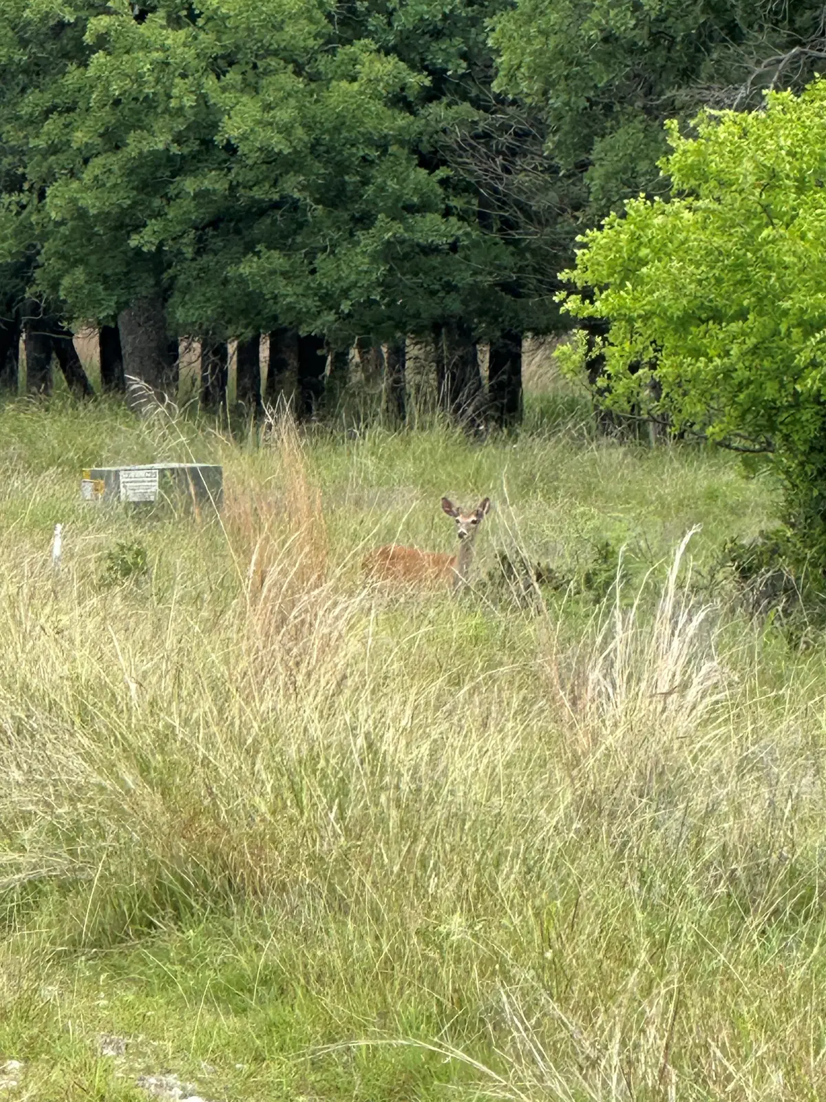 Lot 237 Vista Pointe Drive, Chico, TX 76431 - #1