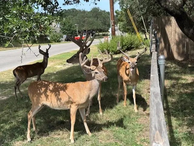 1106 Amanda, Canyon Lake, TX 78133 - #2